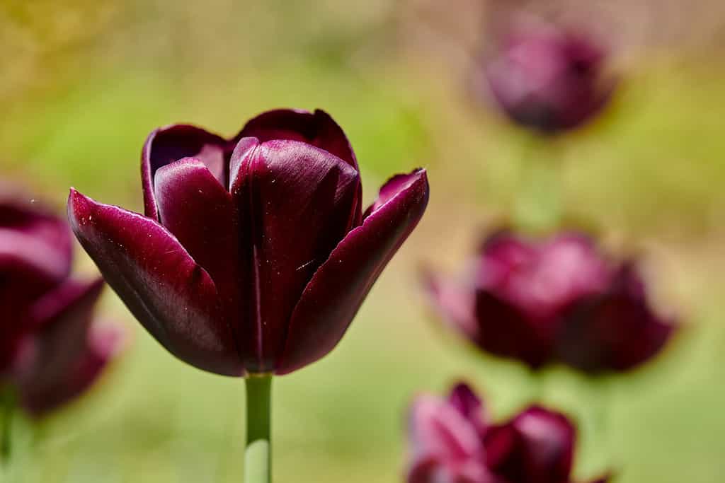 Black jack tulips photographed in full bloom.