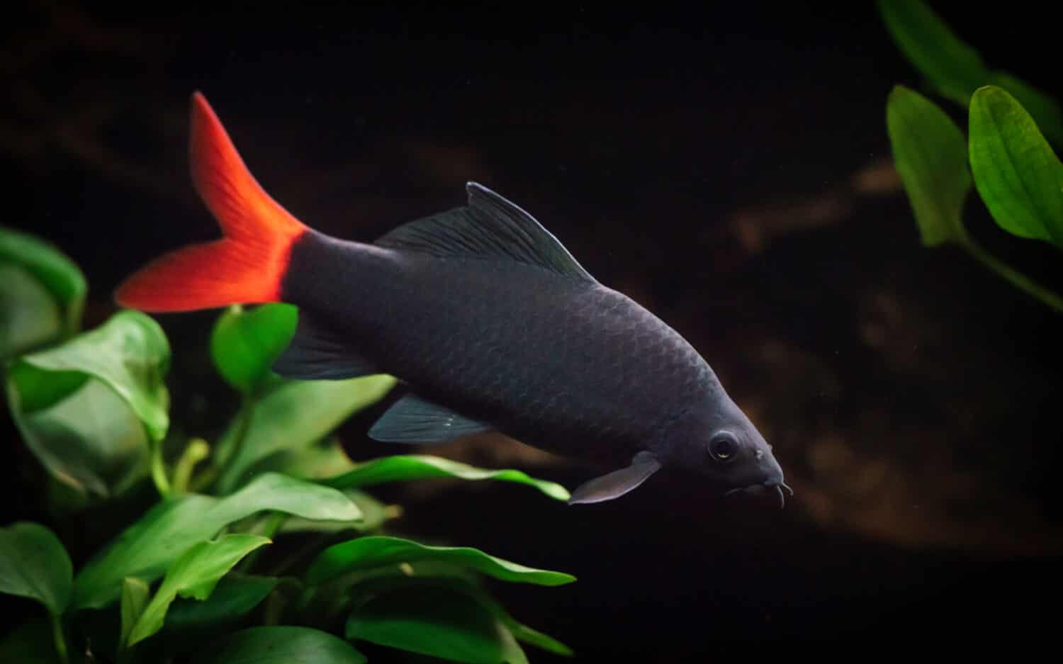 Red-tailed black shark (Epalzeorhynchos bicolor) swimming in an aquarium with plants