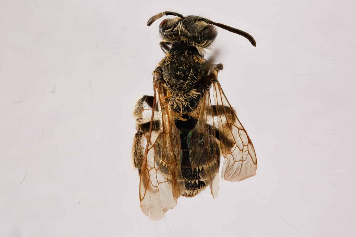 Andrena nasonii, bee Macro specimen, Flying insect , side front back