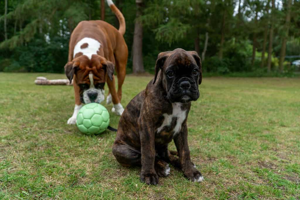 Cute boxer puppy playing with adult boxer
