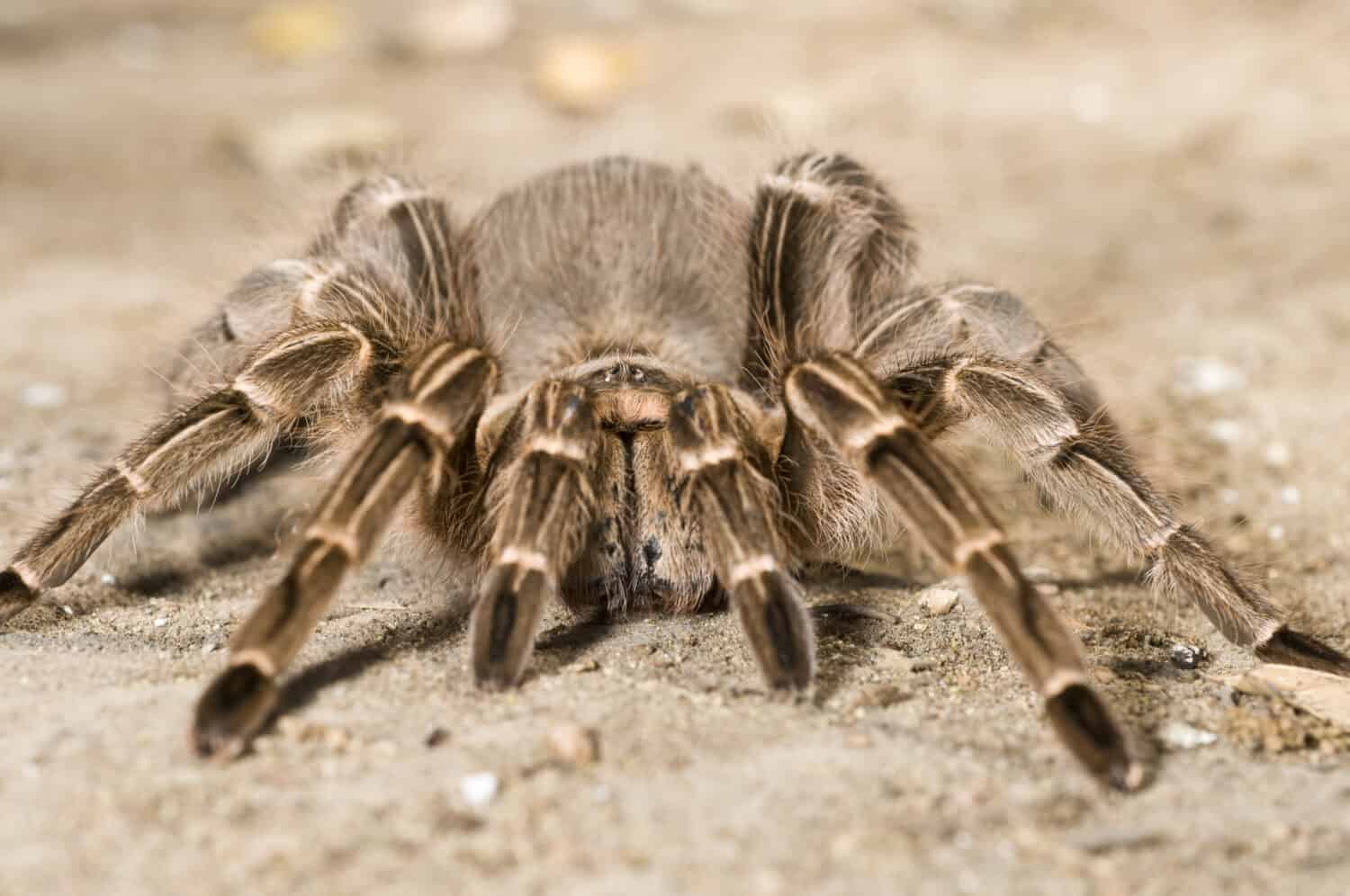 Pink Zebra Tarantula