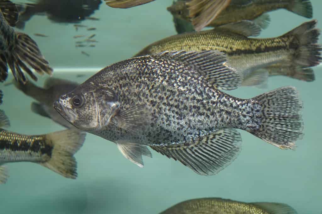 A crappie swimming 