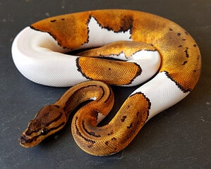 What Are Piebald Snakes and How Rare Are They Picture