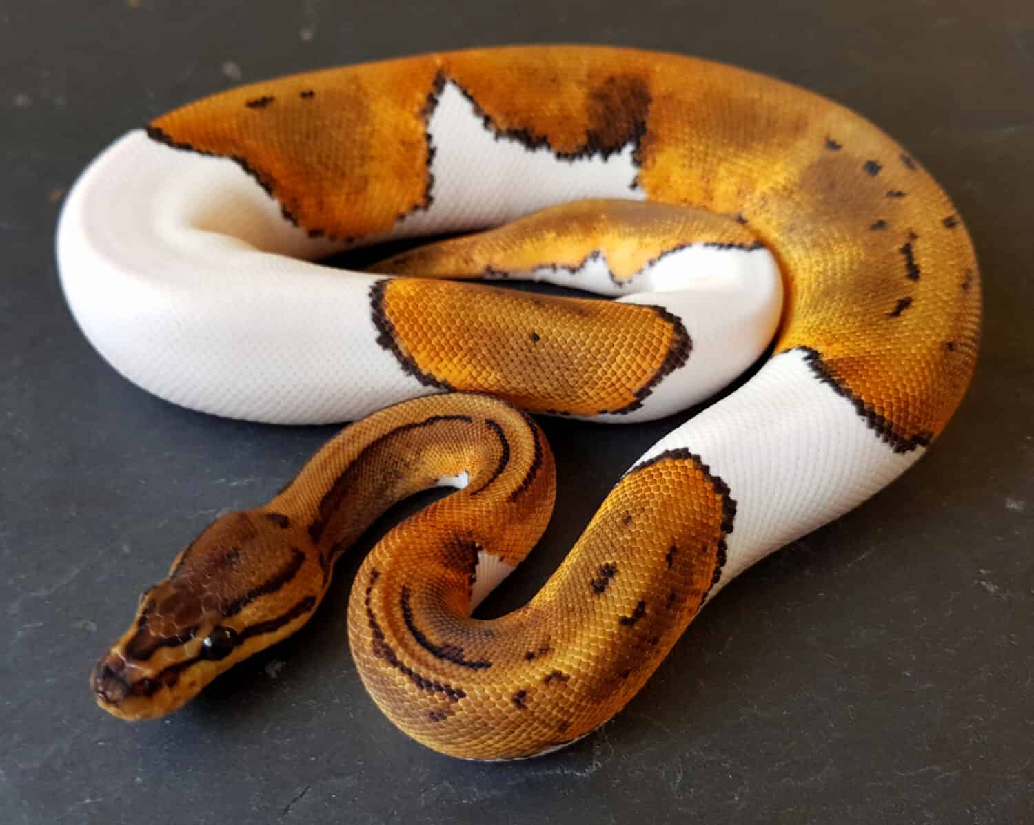 Pinstripe Pied Ball Python, piebald royal snake reptile animal