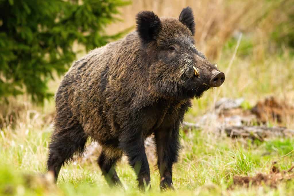 Dominant wild boar, sus scrofa, male sniffing with massive snout with white tusks on meadow. Majestic wild mammal standing on grass in spring from side view