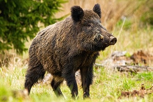 See an Aggressive Wild Hog Chase the Man That Just Released It, Like a Scene From a Cartoon Picture