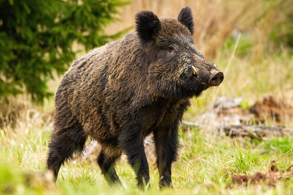 Feral Hogs in Pennsylvania in 2024: Are They Dangerous? - A-Z Animals