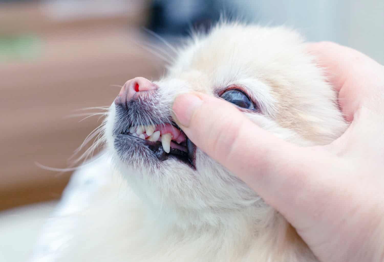 Tartar in a dog. Dog dental care. Examination of the dog's teeth.