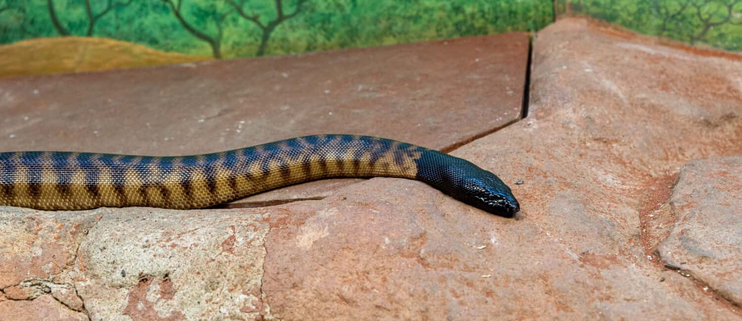 black-headed python (Aspidites melanocephalus) slithering away to find food