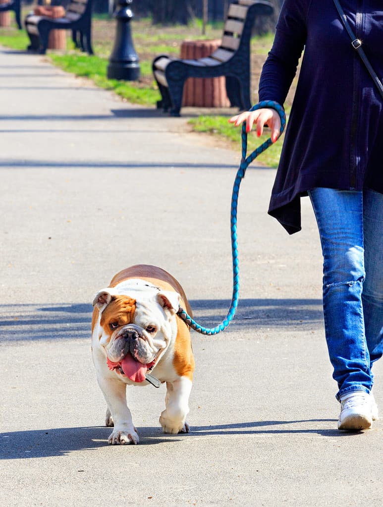 A large English bulldog walks on a leash, accompanied by his mistress, along the paved sidewalk of a city park on a bright sunny spring day.