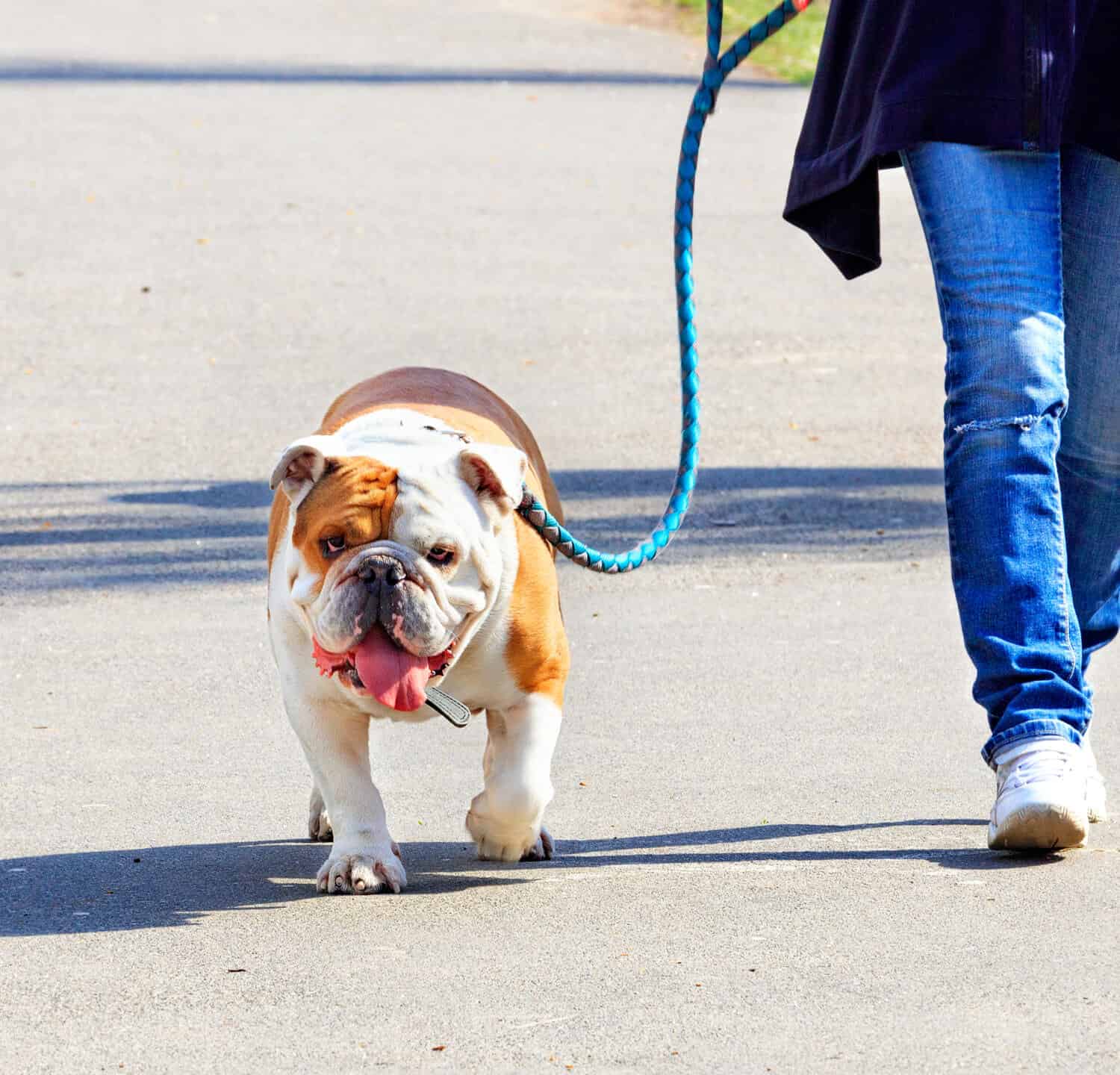 A large English bulldog walks on a leash, accompanied by his mistress, along the paved sidewalk of a city park on a bright sunny spring day.