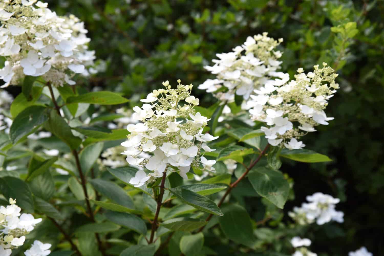 Hydrangea paniculata Unique: hydrangea blooms white flowers on a branch in the garden in late summer