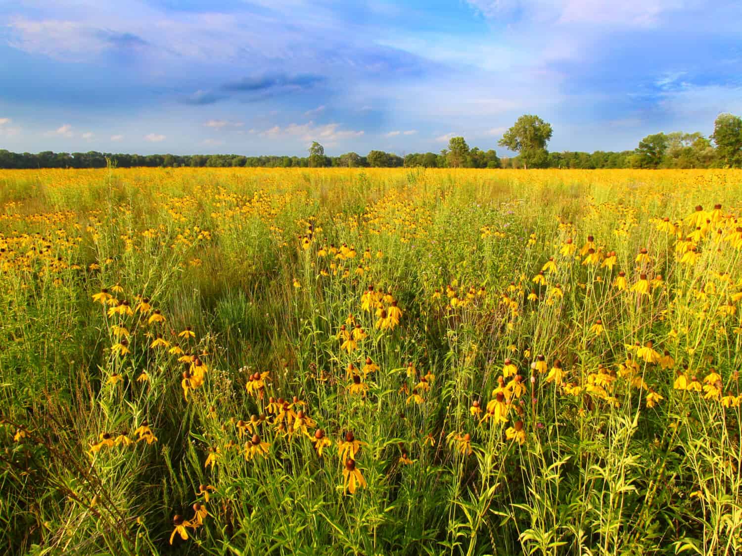 Illinois Prairie Flowers in Bloom