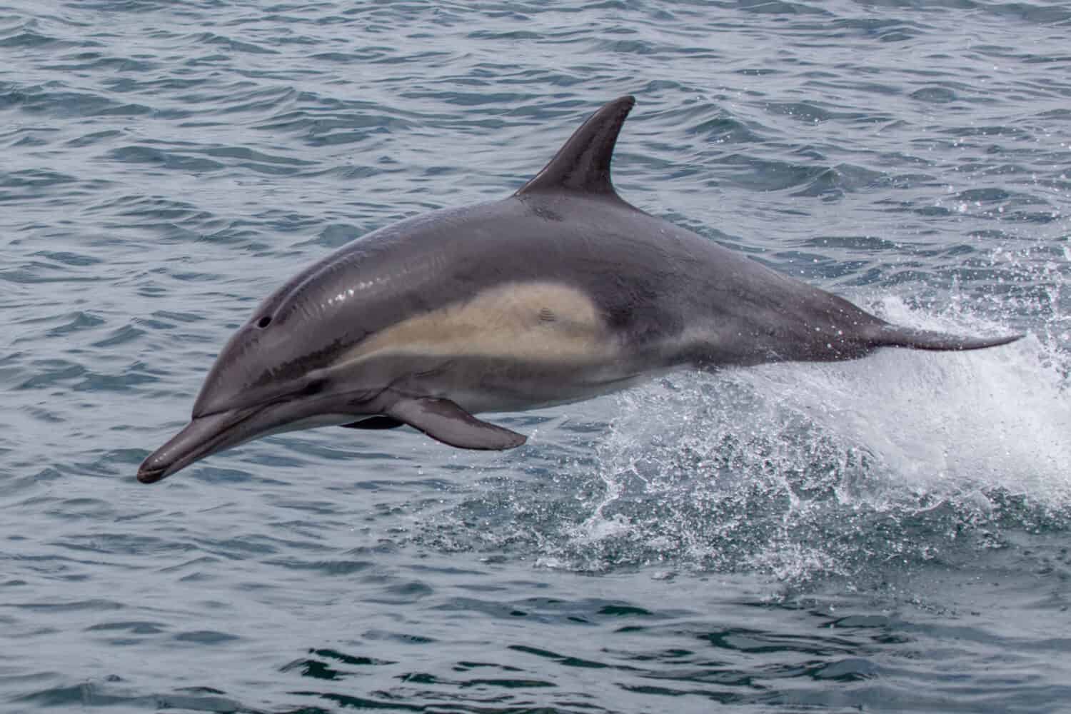 Long-beaked Common Dolphin - Delphinus capensis