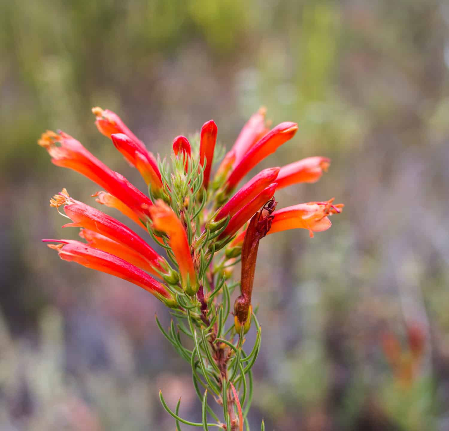 Erica flower closeup of bright color fynbos flower(Erica grandiflora)
