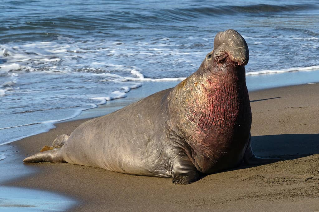 Northern Elephant Seal bull, Mirounga angustirostris, California, USA