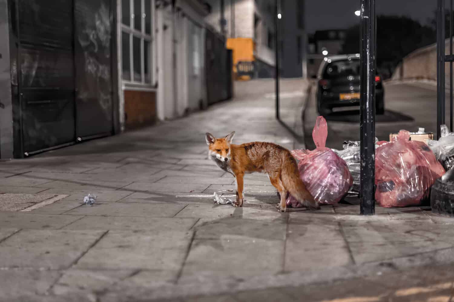 fox roaming the streets of London in search for food