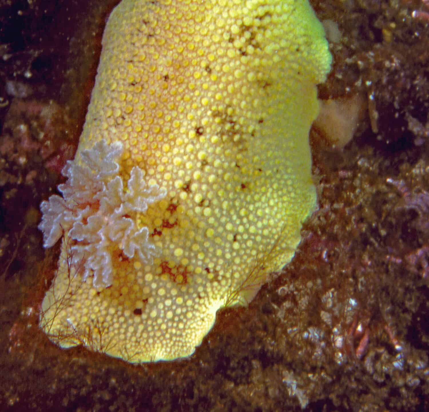Peltodoris nobilis, the beautiful sea lemon nudibranch, so-called because of its yellow coloration, and a citrus odor when handled out of the water, eats sponges, mostly Mycale adhaerens.  