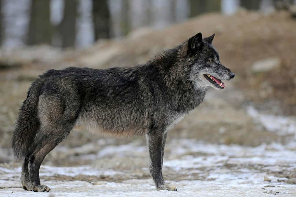 Mackenzie Wolf, Canadian wolf, Timber wolf (Canis lupus lycaon)