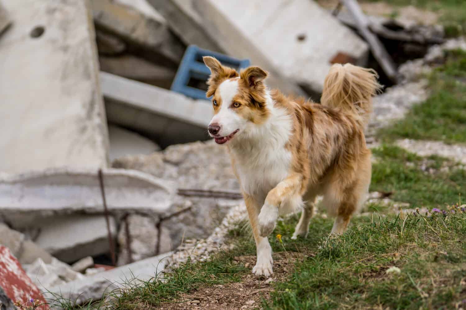 Red Merle Border Collie on wreckage