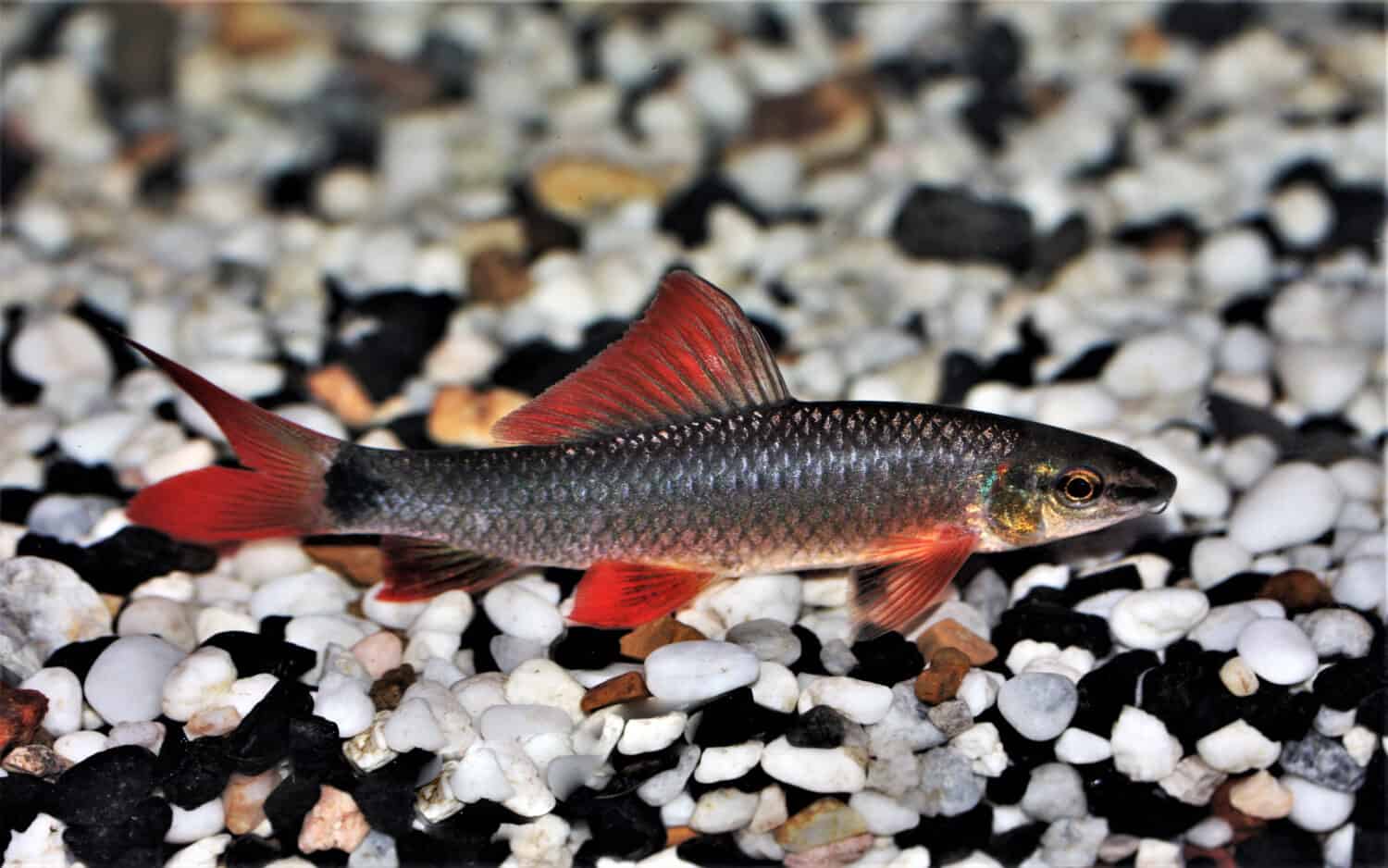 The beautiful rainbow shark in freshwater aquarium. Epalzeorhynchos frenatum is a species of Southeast Asian freshwater fish from the family Cyprinidae.