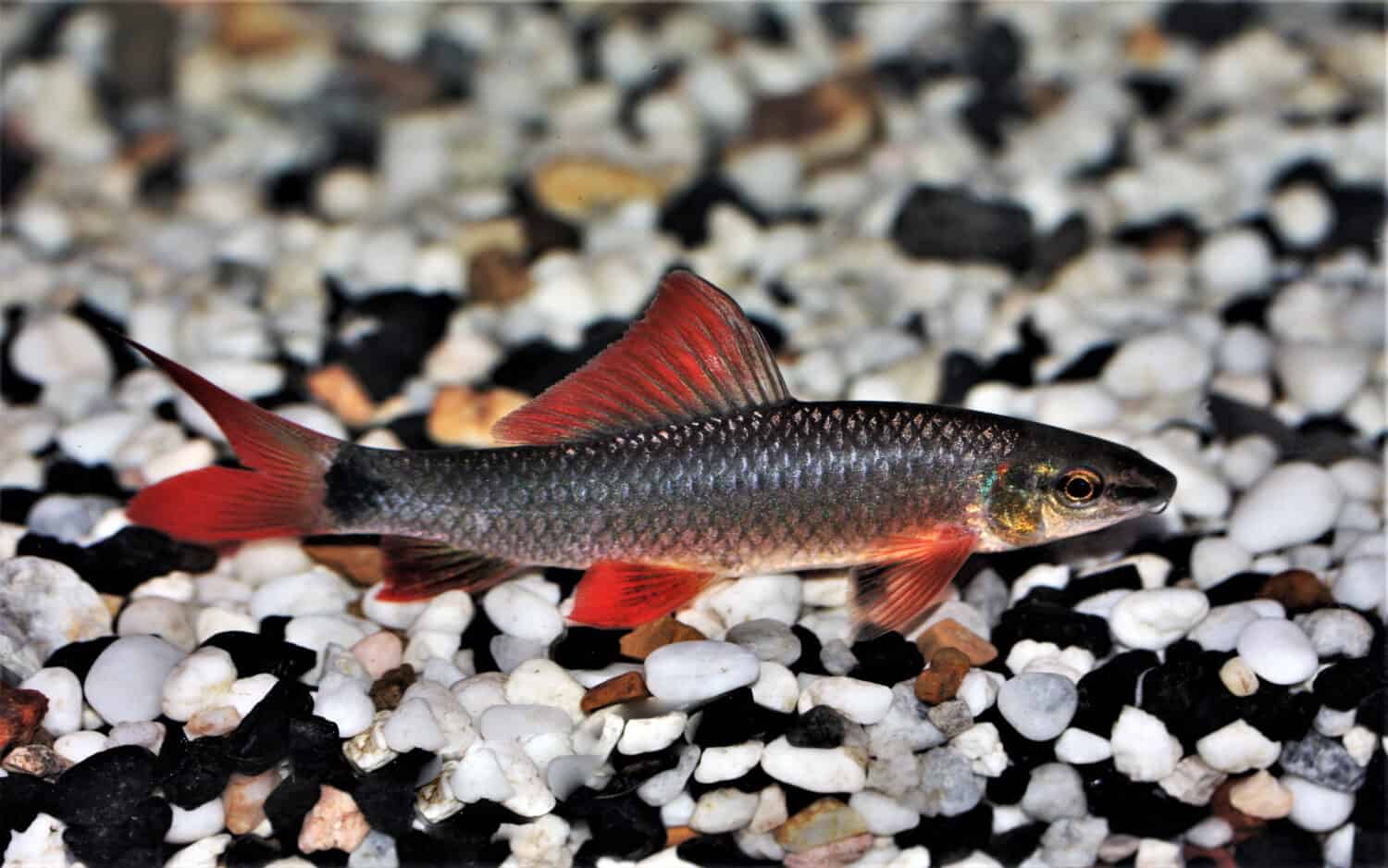 Black Shark (Labeo Chrysophekadion) - The Fish Guide