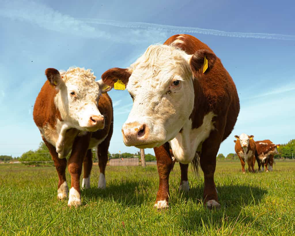 Brown Beef cattle Hereford cow in countryside