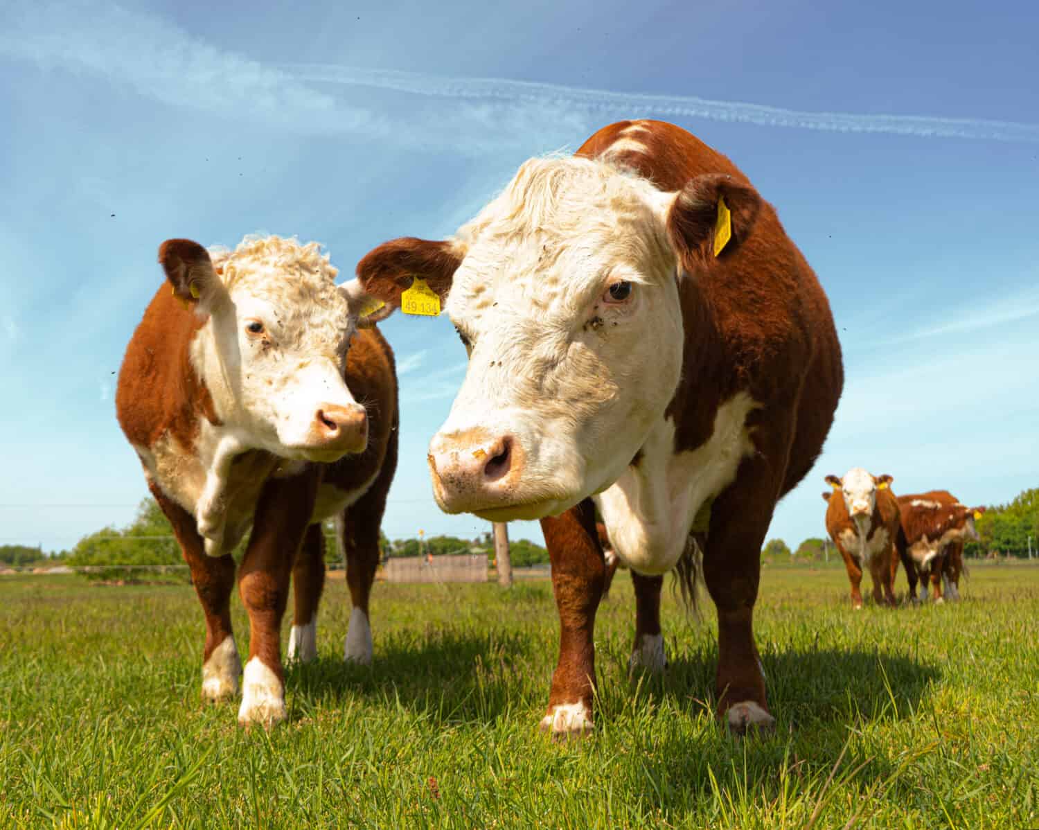 Brown Beef cattle Hereford cow in countryside 