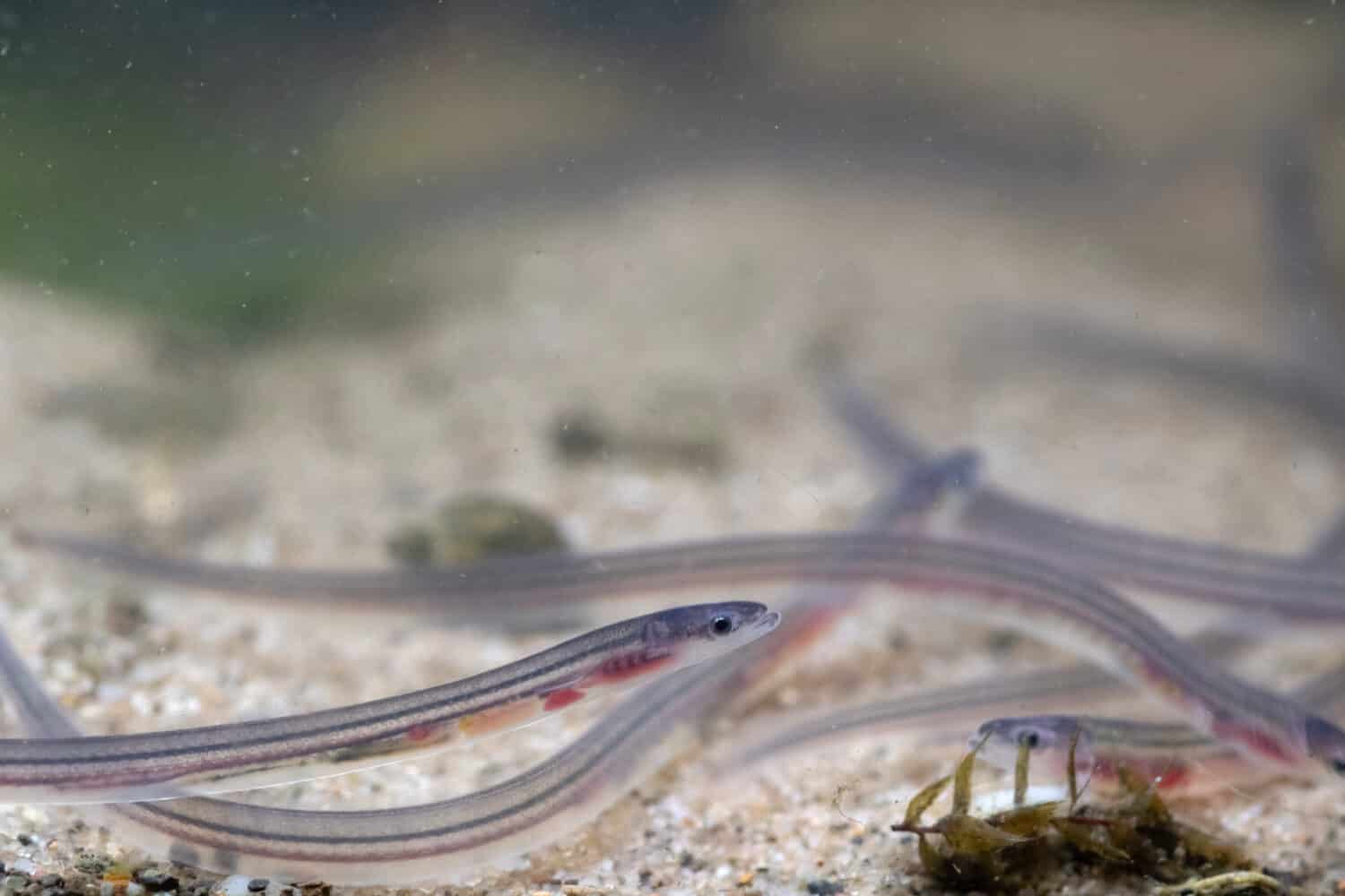 glass eels on the river bed