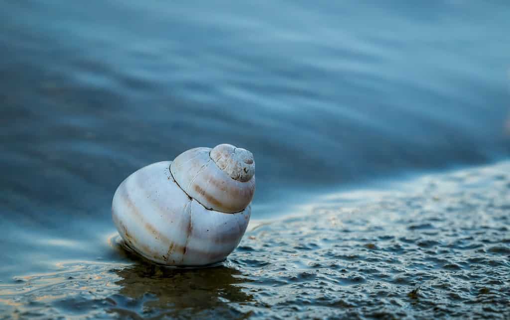 Single isolated snail shell on the shore of a lake. Spiral shell in the water.