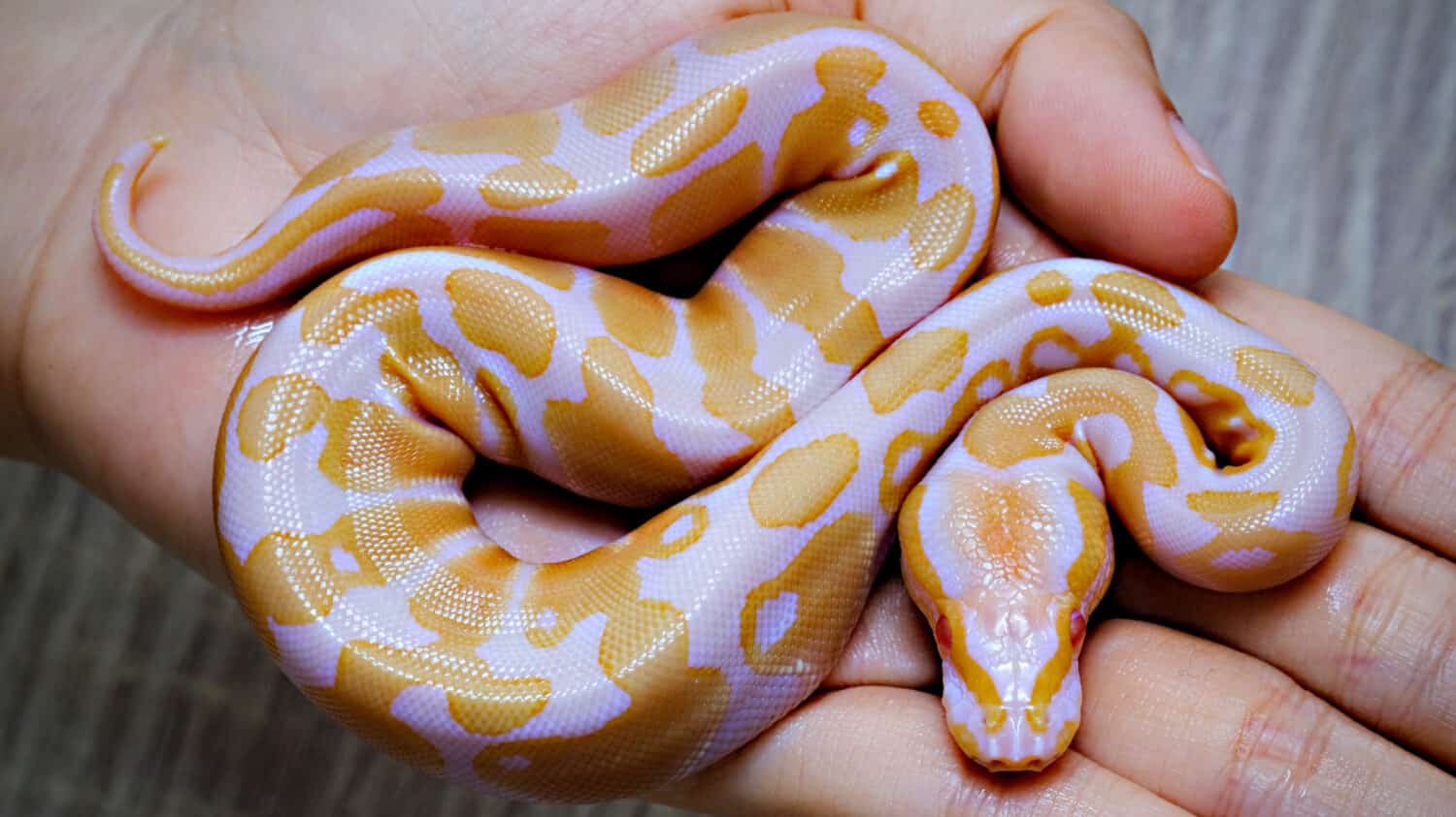 Ball python (python regius), Beginner and popular snake for kids, Snake eggs.