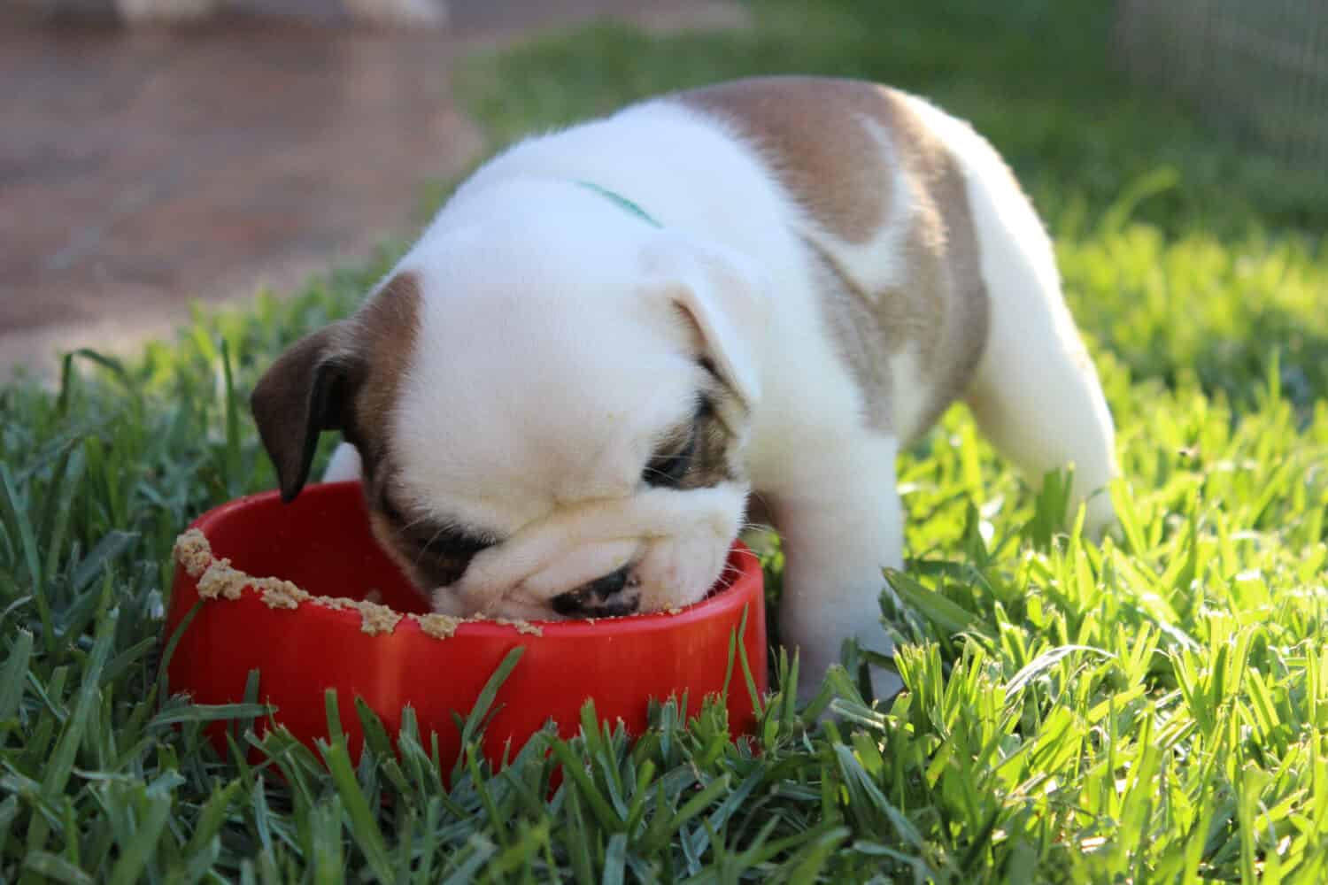 English Bulldog eating outside in a red bowl