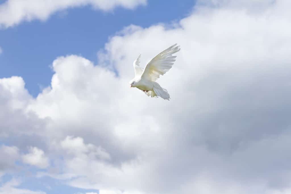 White dove on a background of sky and clouds. symbol of peace.the reconciliation concept.hope.striving for the future.peace concept
