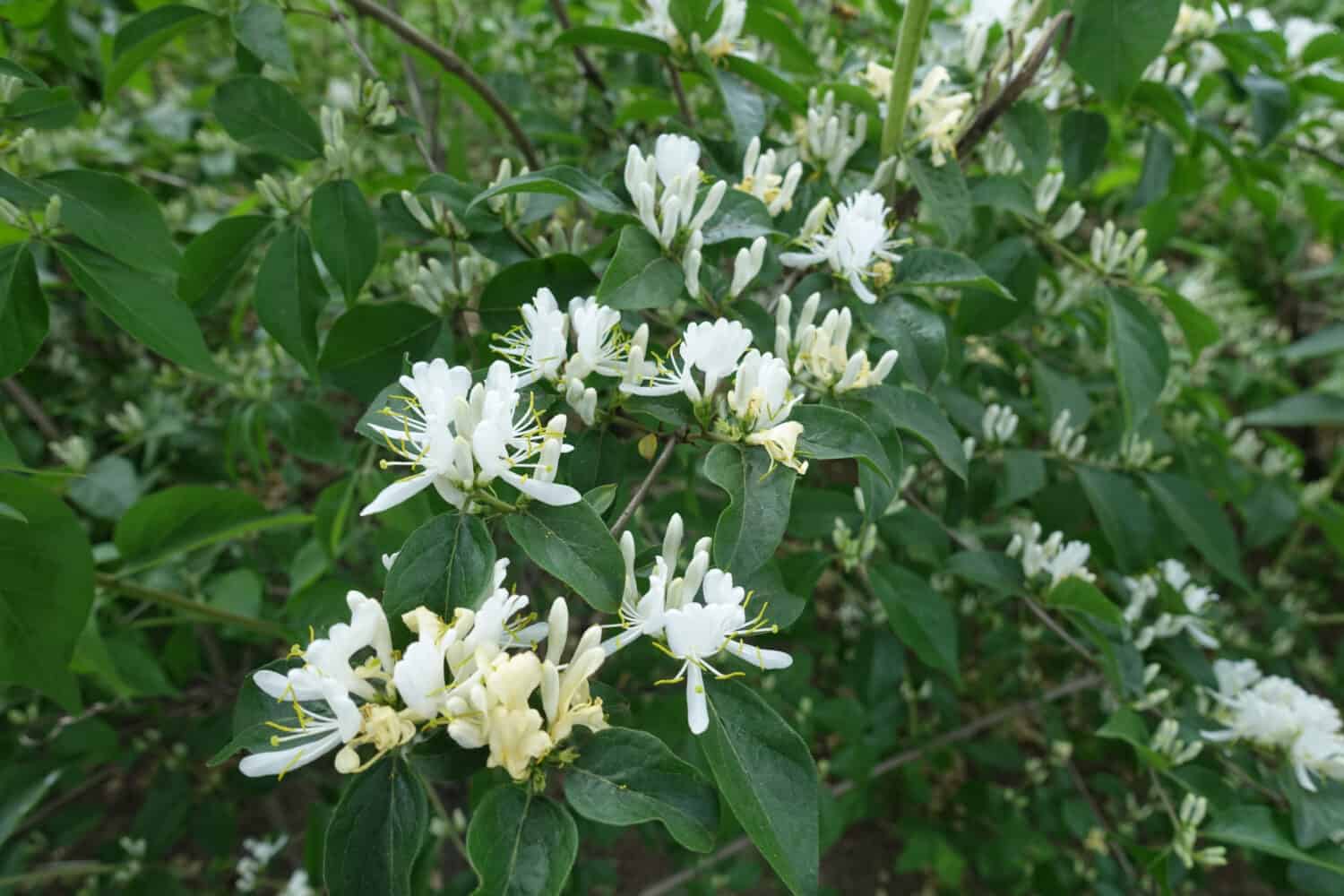 Branch of blossoming Amur honeysuckle in mid May