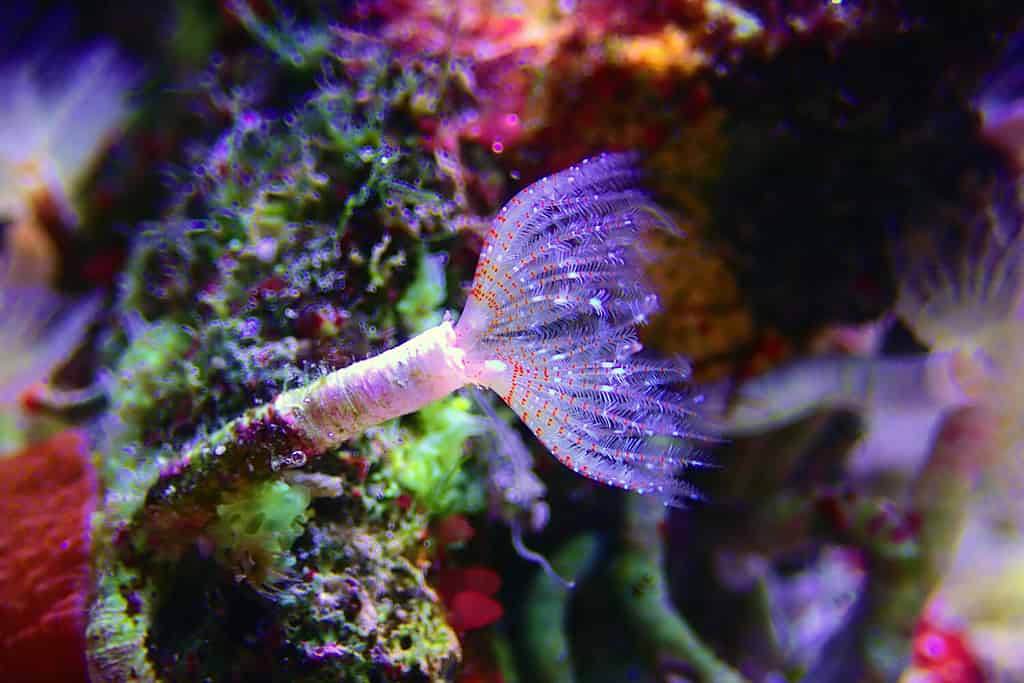 White tiny tube worm in macro scene in marine reef aquaium