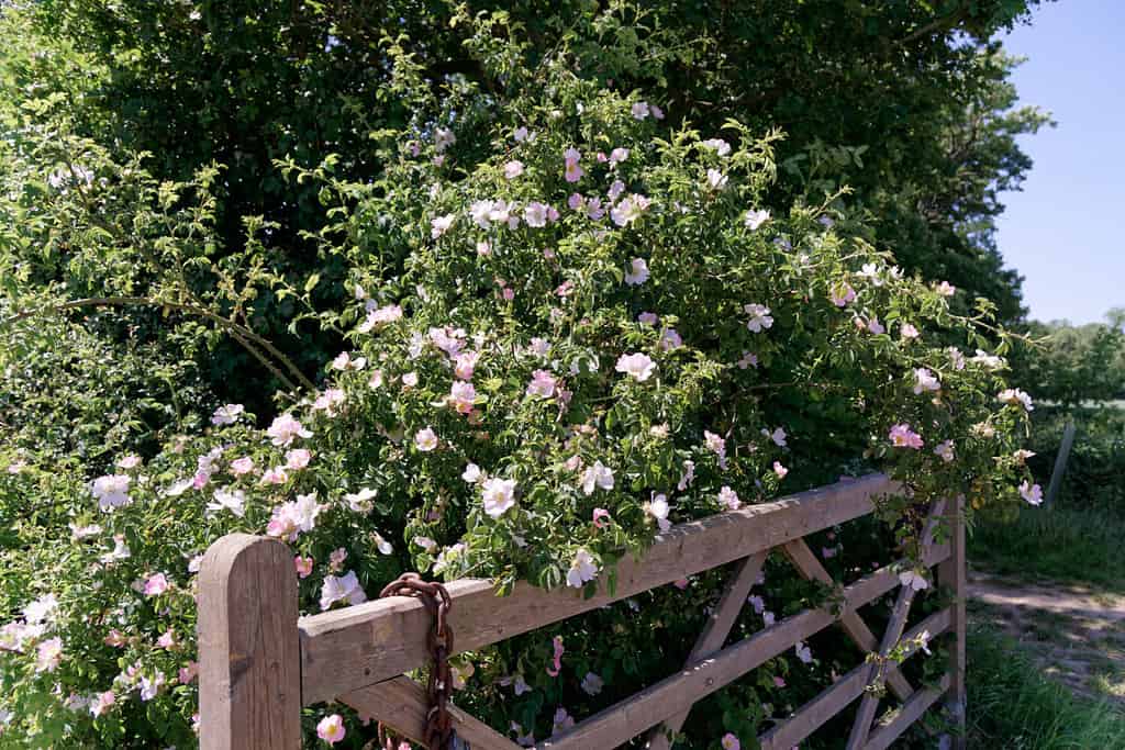 A pink flowering rambling Dog Rose, Rosa Canina in a hedgerow in the English countryside on a warm summers day