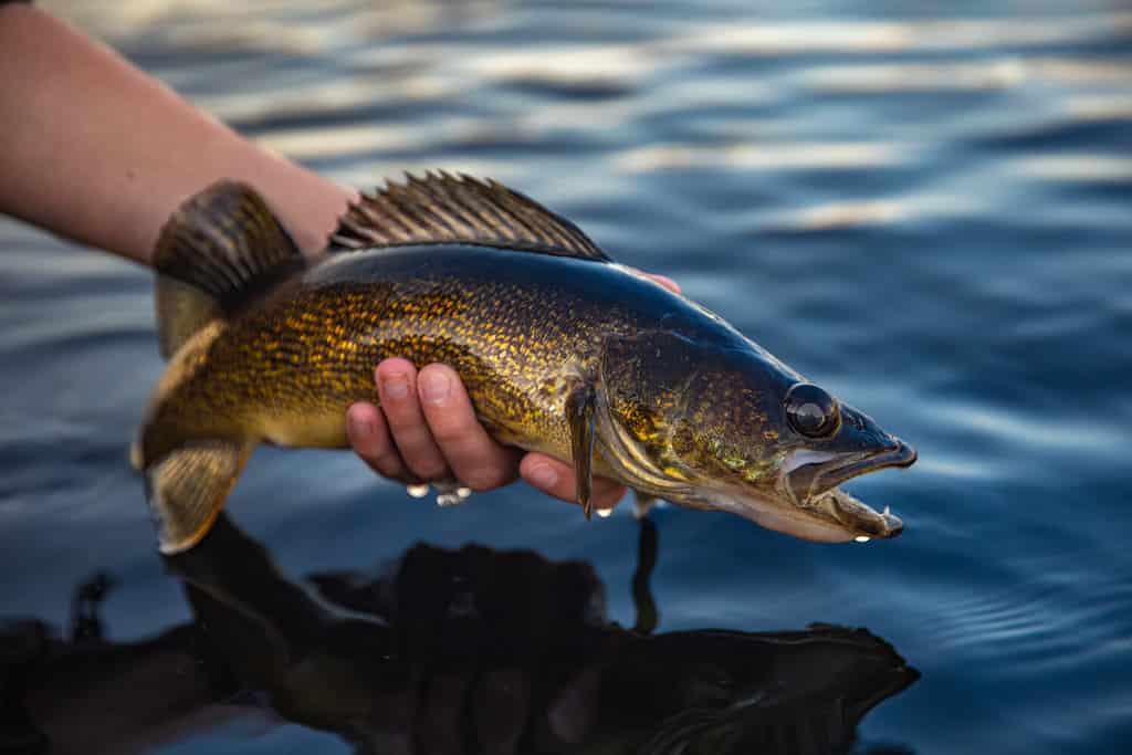 Walleye fish closeup held over the water caught in Ontario, Canada