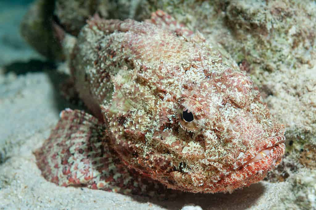 Spotted scorpionfish (Scorpaena plumieri) Bonaire, Leeward Islands