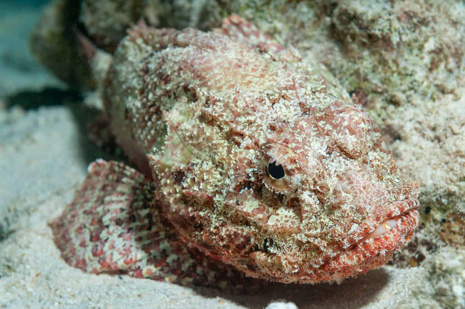 Spotted scorpionfish (Scorpaena plumieri) have spines on their back which release venom when they are stepped on.