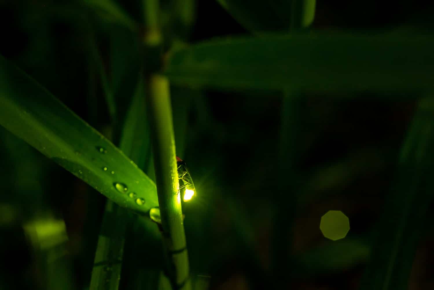 Night firefly light macro exposure