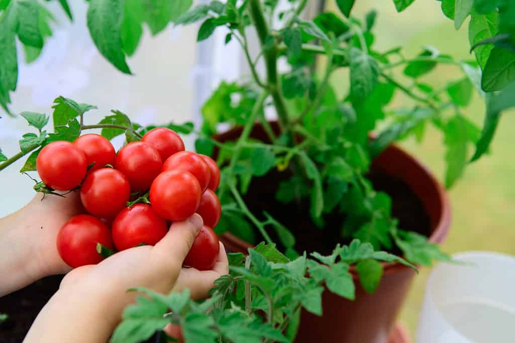 Image of fresh, ripe tomatoes.