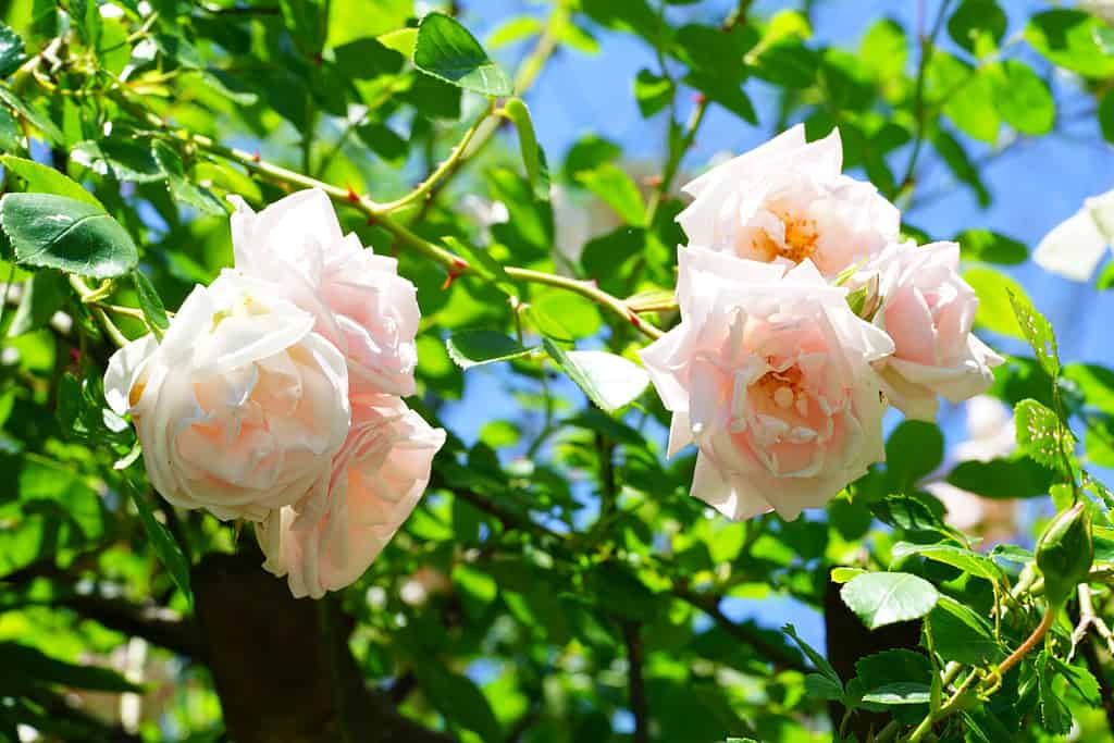 Pale pink flower of the New Dawn climbing rose