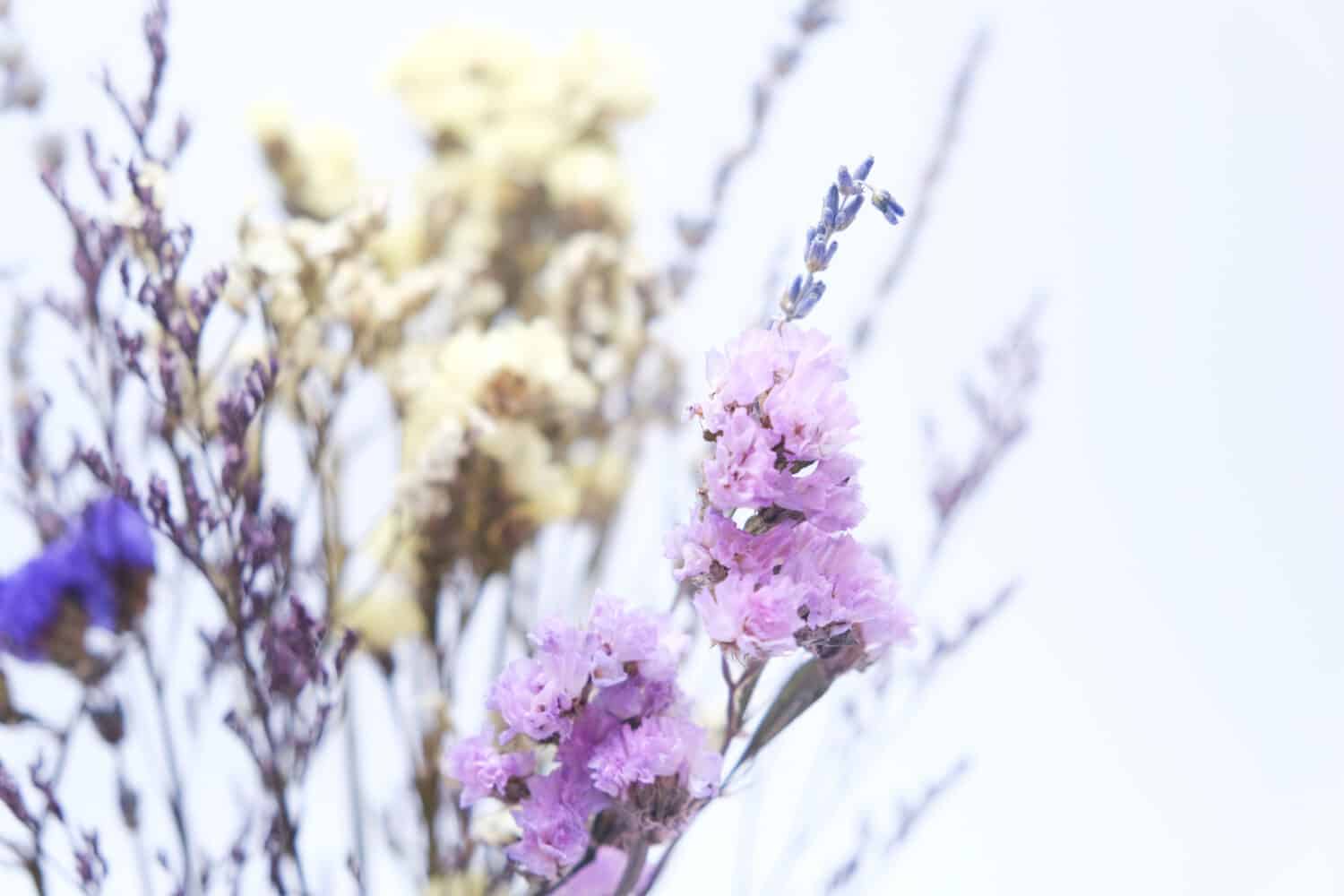 Selective focus on dried flowers, purple dried caspia, statice, lavender on the white background.