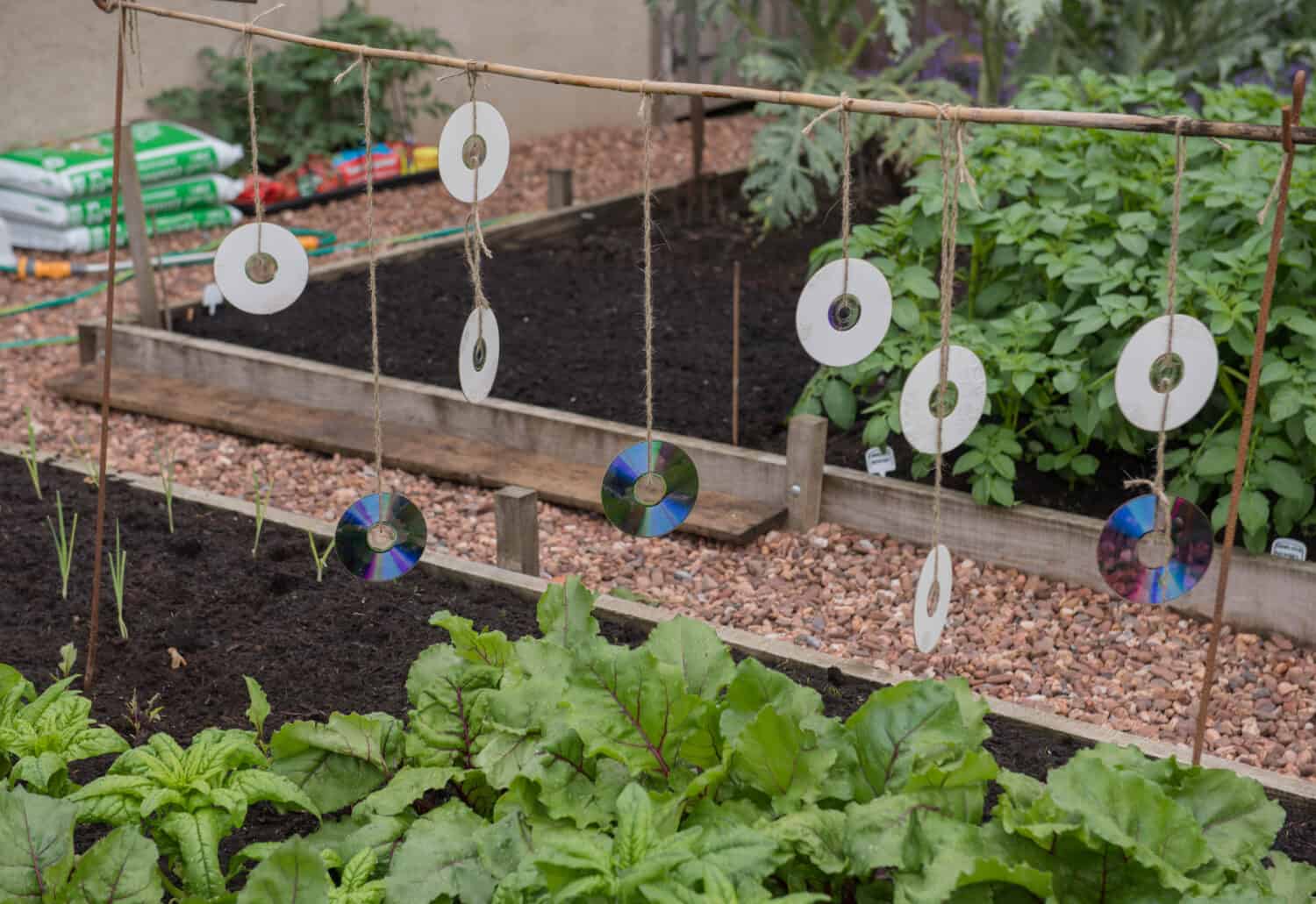 Blank CDs Hanging on a Bamboo Pole to Scare Birds from Eating Home Grown Organic Beetroot Plants on an Allotment in a Vegetable Garden in Rural Devon, England, UK