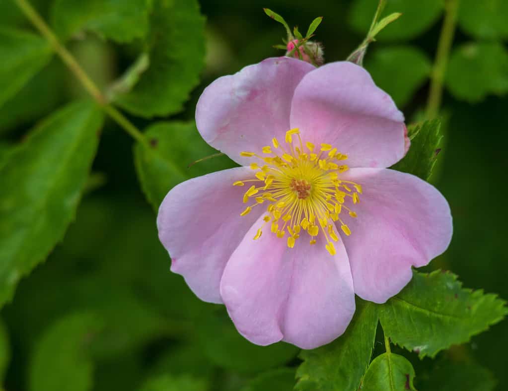 Discover 5 Stunning Wild Roses in Mississippi - A-Z Animals