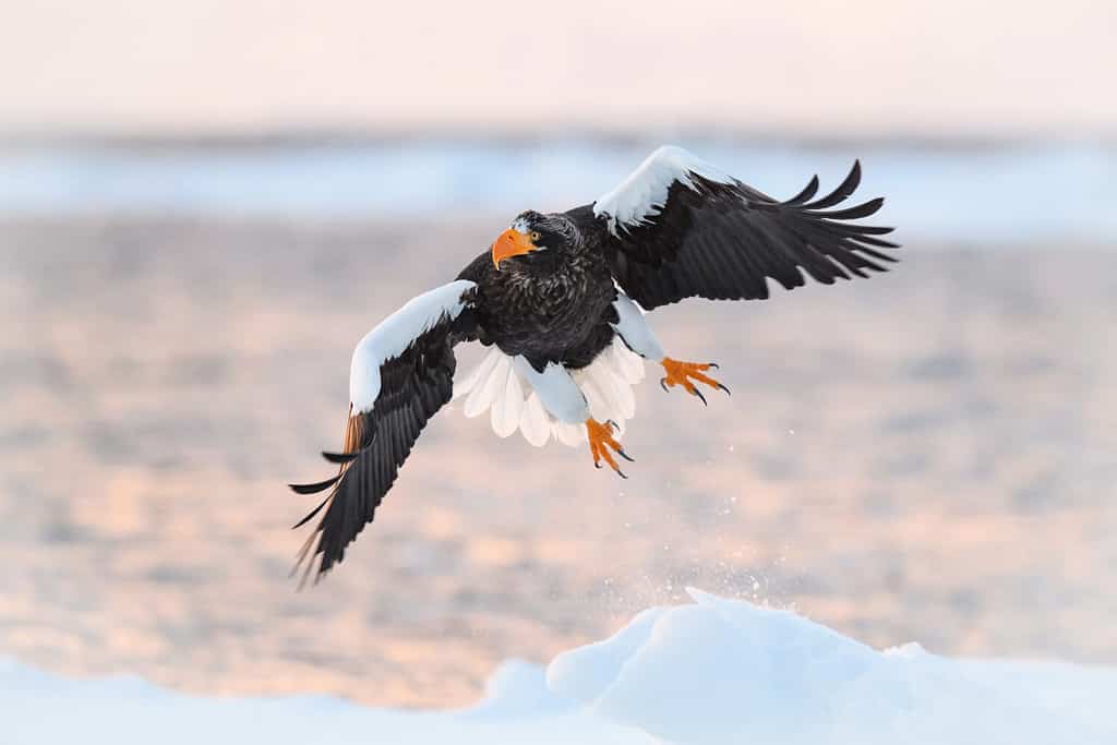 The Steller's sea eagle, Haliaeetus pelagicus The bird is flying in beautiful artick winter environment Japan Hokkaido Wildlife scene from Asia nature. came from Kamtchatka