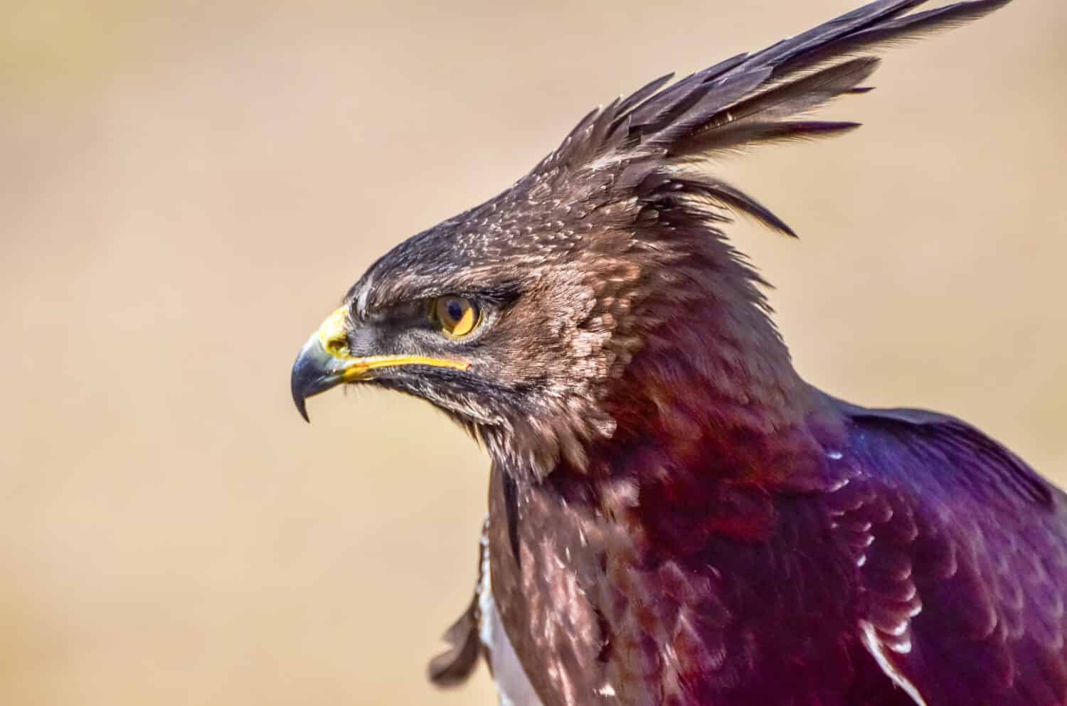 Long-Crested Eagle surveys the landscape