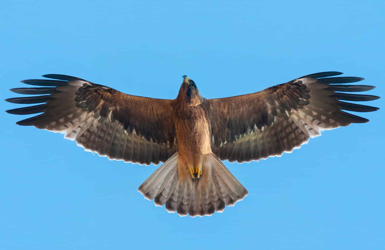 Booted Eagle flying on blue sky ,The smallest eagle that flies fast and attacks accurately