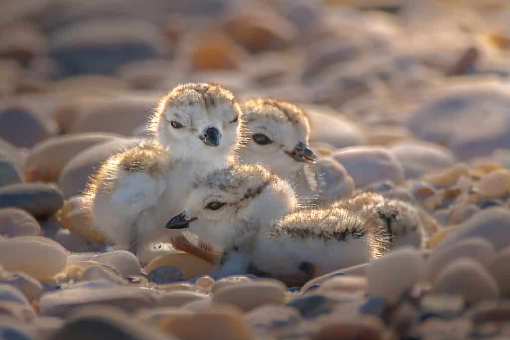 Four beautiful babies of piping plover (Charadrius melodus) are close together and surrounded by pebbles on a beach during sunset.