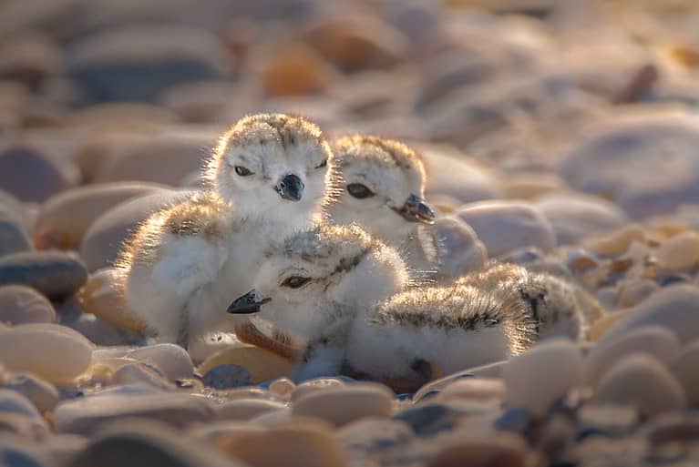 Four beautiful babies of piping plover (Charadrius melodus) are close together and surrounded by pebbles on a beach during sunset.